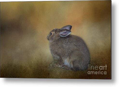 Snowshoe Hare Metal Print featuring the photograph Snowshoe Hare by Eva Lechner