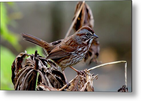 Song Metal Print featuring the digital art Song Sparrow by Birdly Canada