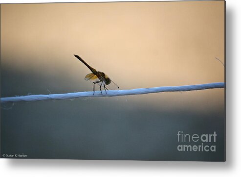 Dragon Fly Metal Print featuring the photograph Summer Line Dancer by Susan Herber