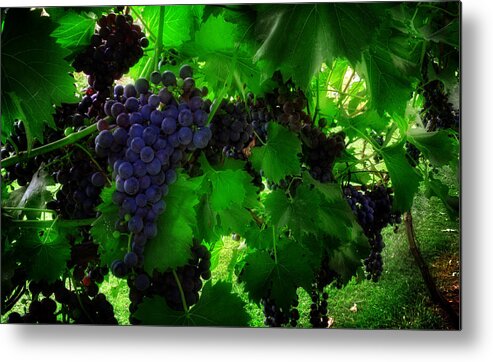 Grapes Metal Print featuring the photograph Sunrise In The Vineyard by Greg and Chrystal Mimbs