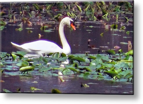 Foul Metal Print featuring the photograph Swan enjoying spring by Mikki Cucuzzo