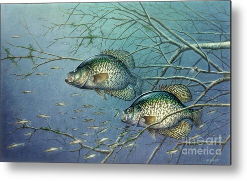 Jon Q Wright Metal Print featuring the painting Tangled Cover Crappie II by JQ Licensing
