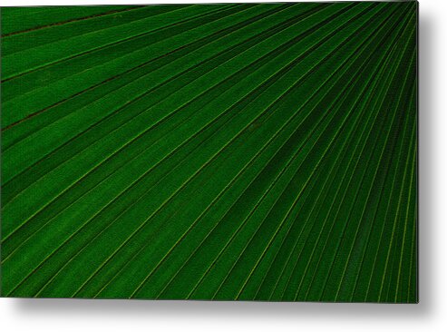 Palm Leaf Metal Print featuring the photograph Texturized Palm Leaf by Tikvah's Hope