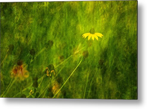 Rudbeckia Metal Print featuring the photograph The Last Black-eyed Susan by Onyonet Photo studios