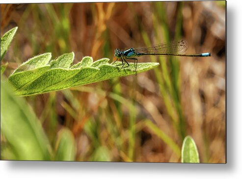 California Metal Print featuring the photograph Turquoise Dragonfly on Green Leaf Lake Skinner California by Adam Rainoff