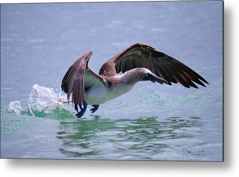 Nature Metal Print featuring the photograph Watery Take Off by Julia McHugh