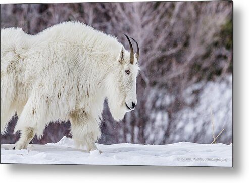 Mountain Metal Print featuring the photograph Where Mountain Goats Walk by Yeates Photography