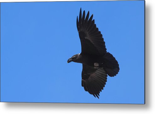 Africa Metal Print featuring the photograph White-Necked Raven Soaring Along Kilimanjaro by Jeff at JSJ Photography