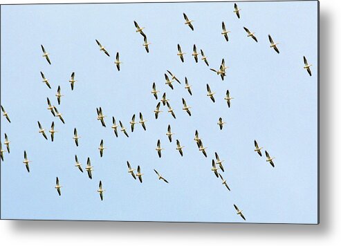 White Metal Print featuring the photograph White Pelican Migration by Ted Keller