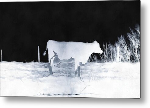 Cow Metal Print featuring the photograph Winter Cow - Cow by Janine Riley