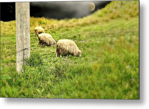 Sheep Metal Print featuring the photograph Wooly by Diana Angstadt