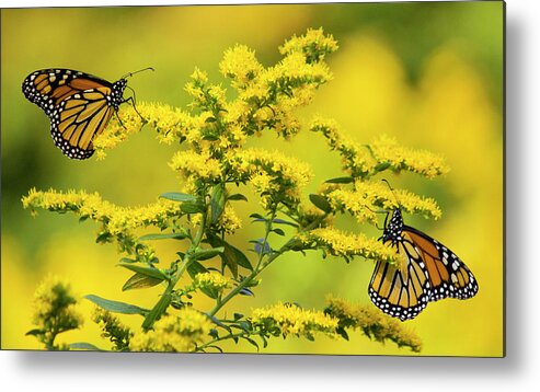 Allegheny Plateau Metal Print featuring the photograph Monarch Butterfly #1 by Michael Gadomski