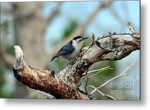 Birds Metal Print featuring the photograph Nuthatch #1 by Dorrene BrownButterfield
