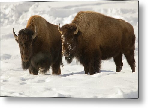Horned Metal Print featuring the photograph Bison Brothers by Kencanning