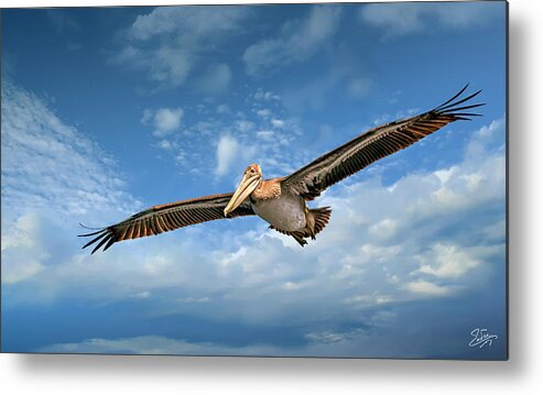 Brown Pelican Metal Print featuring the photograph Brown Pelican Four by Endre Balogh
