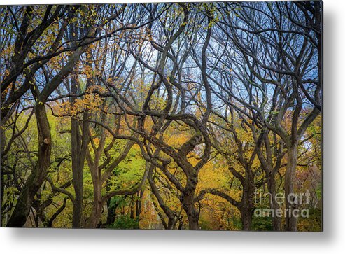 America Metal Print featuring the photograph Central Park Twisted Trees by Inge Johnsson