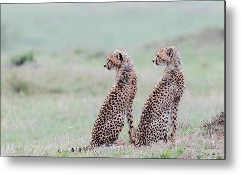 Cheetah Metal Print featuring the photograph Cheetah Brothers by Jie Fischer