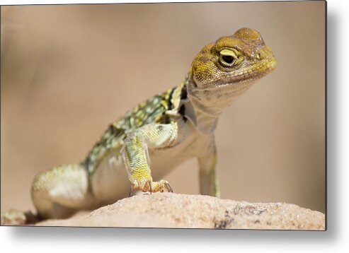 Reptile Metal Print featuring the photograph Collared Lizard in Hovenweep by Jonathan Thompson