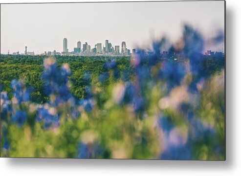 Dallas Metal Print featuring the photograph Dallas County Bluebonnets by Peter Hull