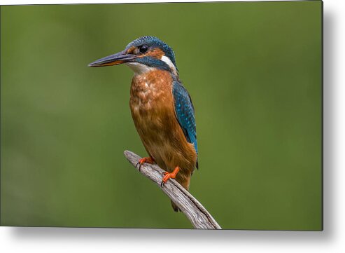 #kingfisher Metal Print featuring the photograph Female Kingfisher by Kenny Goodison