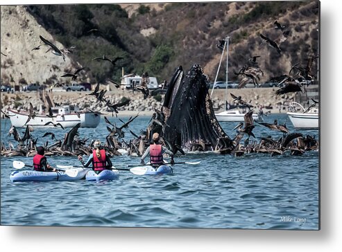 Humpback Metal Print featuring the photograph Humpbacks in Avila Harbor by Mike Long