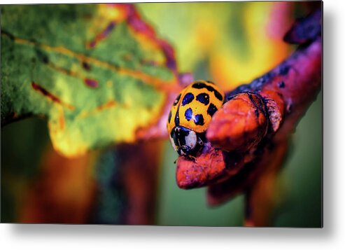 Ladybird Metal Print featuring the photograph Ladybird by Pixie Pics