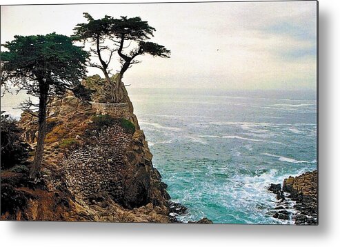 Lone Cyprus Metal Print featuring the photograph Lone Cyprus by FD Graham
