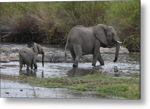 Elephant Metal Print featuring the photograph Following Mom by Ben Foster