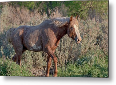 Mustangs Of The Badlands 07 Metal Print featuring the photograph Mustangs Of The Badlands 07 by Gordon Semmens