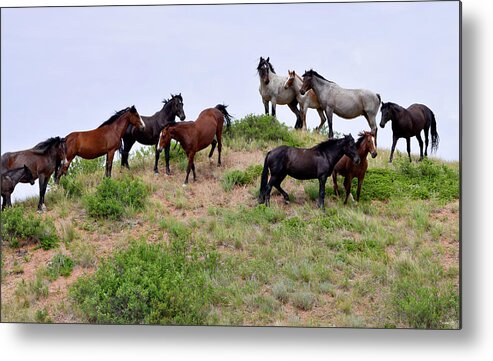 Mustangs Of The Badlands-1399 Metal Print featuring the photograph Mustangs Of The Badlands-1399 by Gordon Semmens
