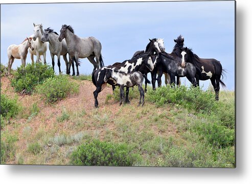 Mustangs Of The Badlands-1610 Metal Print featuring the photograph Mustangs Of The Badlands-1610 by Gordon Semmens
