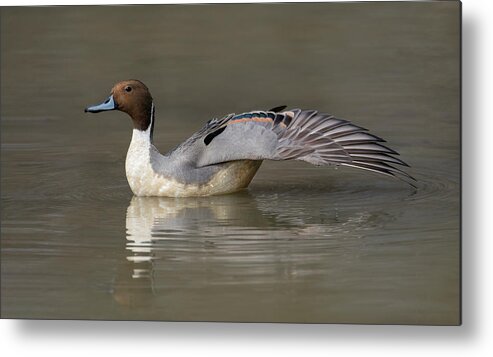 Duck Metal Print featuring the photograph Pintail Wing Extension by Art Cole