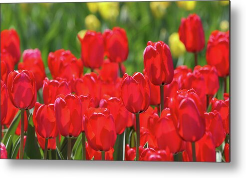 Tulip Metal Print featuring the photograph Red Glow by Mary Anne Delgado