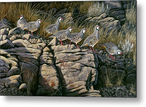 Chukars Walking Along The Top Of The Ledges Metal Print featuring the painting Rimrock Covey - Chukars by Wilhelm Goebel