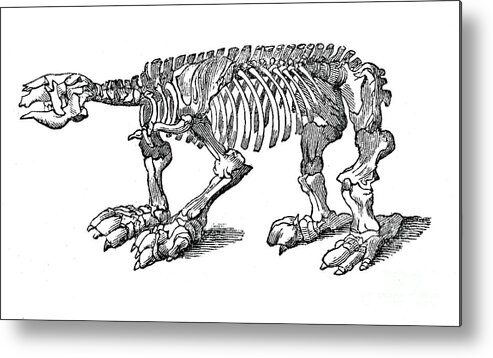 Engraving Metal Print featuring the drawing Skeleton Of Megatherium, Extinct Giant by Print Collector