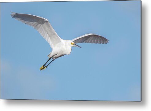 Snowy Egret Metal Print featuring the photograph Snowy Egret 9274-100419 by Tam Ryan