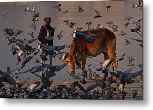 India Metal Print featuring the photograph The Pilgrim And A Curious Cow by Lou Urlings