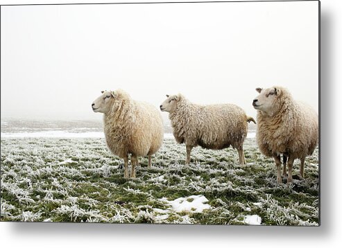 Dawn Metal Print featuring the photograph Three Sheep In Winter by Marceltb