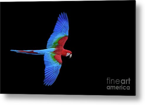 Brazil Metal Print featuring the photograph Red and Green Macaw by Patrick Nowotny