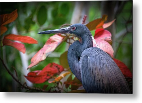 Birds Metal Print featuring the photograph Tricolored Heron #2 by Bill Martin