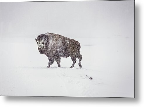 Buffalo Metal Print featuring the photograph Buffalo in Yellowstone Winter by Craig J Satterlee