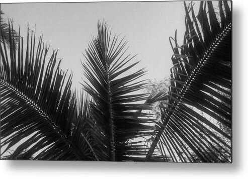 Tranquility Metal Print featuring the photograph Close-up of a palm tree branch by Jessica Carnahan / FOAP