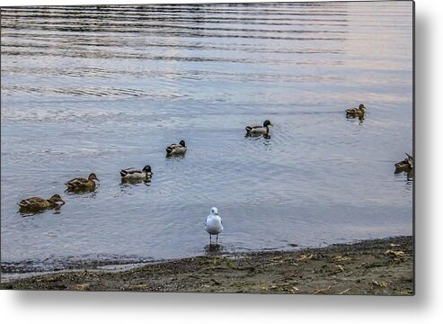 Ducks Metal Print featuring the photograph Ducks by Anamar Pictures