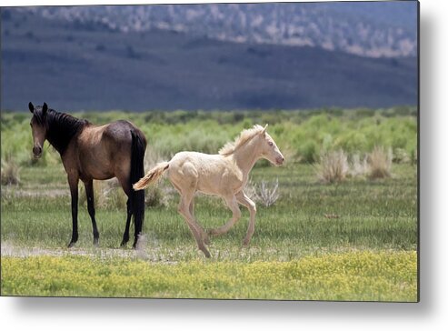 Eastern Sierra Metal Print featuring the photograph Frisky Foal by Cheryl Strahl