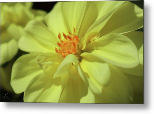 Dahlia Metal Print featuring the photograph Full Dahlia Bloom by D Lee