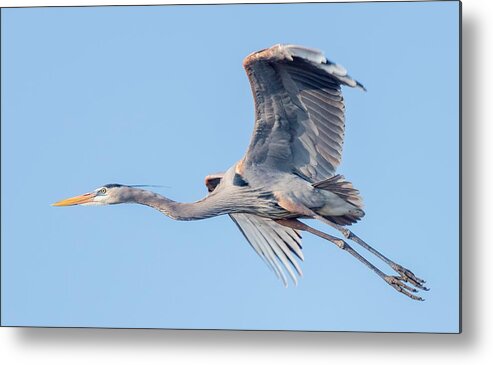 Great Blue Heron Metal Print featuring the photograph Great Blue Heron Flying with its Wings Spread by Puttaswamy Ravishankar