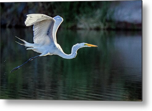 Great Egret Metal Print featuring the photograph Great Egret 5487-061820-2 by Tam Ryan
