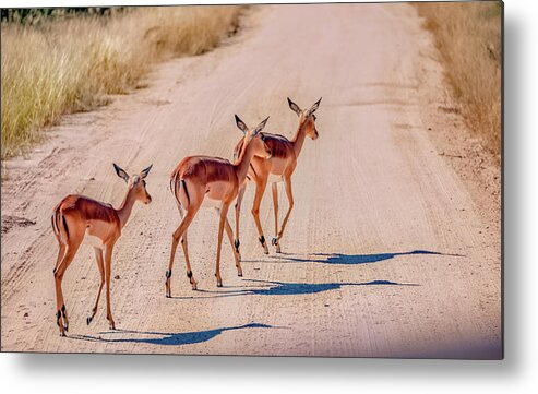 South Africa Metal Print featuring the photograph Intrepid Trio in Kruger National Park by Marcy Wielfaert