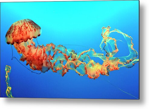 Sea Creatures Metal Print featuring the photograph Jellyfish by Eyes Of CC
