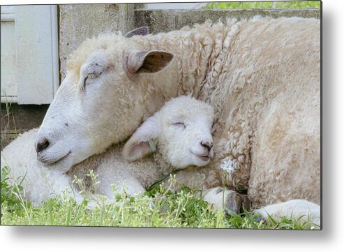 Lamb Metal Print featuring the photograph Mama's Lamb by Rachel Morrison